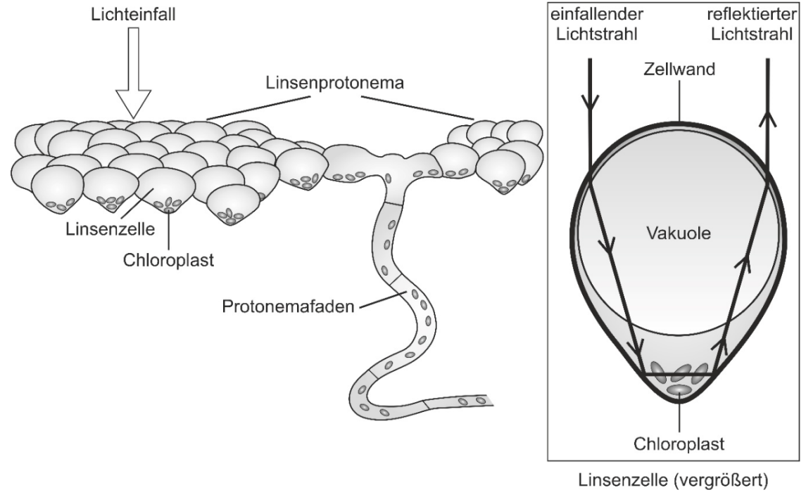 Schematische Darstellung von Linsenzellen eines Protonemas mit Chloroplasten und einfallendem Licht